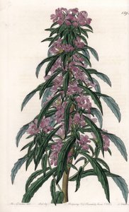 Boisduvalia variëteit, dichtbloemige epilobium
