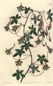 Capucijn van Bolivia - Vijfbladige tropaeoleum, Tropaeoleum pentaphyllum door Sydenham Teast Edwards