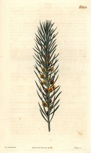 Tak met naalden, van een struik Daviesia Aicularis, inheems in Australië. Illustratie door Sydenham Edwards, gravure door Weddell. Ets in The Curtis Botanical Magazine, door Samuel Curtis door Sydenham Teast Edwards