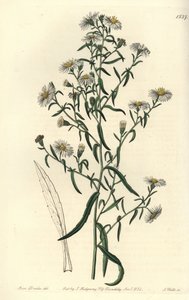 Brosse aster door Sydenham Teast Edwards