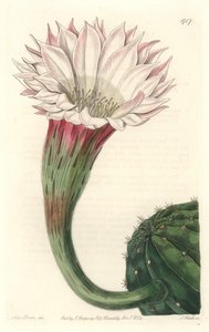 Cactus zee-egel of bal van Mozes, in bloei, inheems in Brazilië