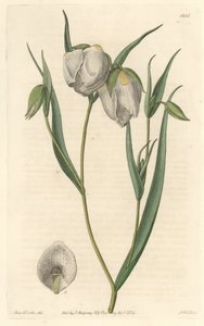 Calochorte (mariposa) of witbloemige cyclobothre, afkomstig uit Californië door Sydenham Teast Edwards