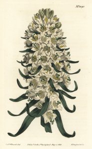Campanula met mooie bloemen, Campanula speciosa (Langgestekelde klokbloem, Campanula thyrsoidea) - uit William Curtis
