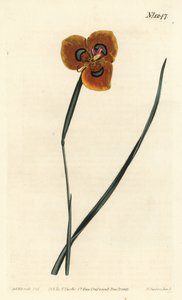 Kaapse tulp - Oranje gekleurde moraea, Moraea tulbaghensis (Moraea pavonia) - uit William Curtis