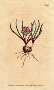 Kaapse hyacint, met bol, scharlaken bladeren en lichtroze bloemen door Sydenham Teast Edwards