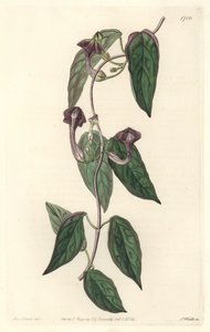 Ceropegia elegant, afkomstig uit India - Sterk water door S. Watts uit een illustratie van Sarah Anne Drake (1803-1857), uit het Botanical Register
