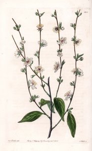 Kersenboom - Gegraveerde plaat door S.Watts, uit een illustratie van Sarah Anne Drake (1803-1857), uit het Botanical Register van Sydenham Edwards (1768-1819), Engeland