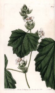 Kastanjewijnstok - Plaat gegraveerd door S.Watts, naar een illustratie van Sarah Anne Drake (1803-1857), uit het Botanical Register van Sydenham Edwards (1768-1819), Engeland
