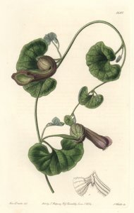 Chileense aristoloche of vossenoren door Sydenham Teast Edwards
