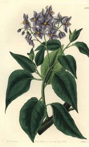 Chileense aardappelboom of gekrulde solanum