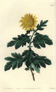 Chinese Kamille of Indiase Chrysant - Dubbele gele Indiase chrysant, Chrysanthemum indicum var. plenum