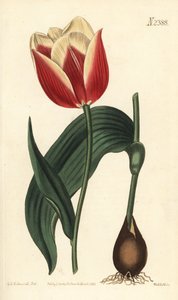 Claramond tulp, Tulipa suaveolens var. latifolia. Handgekleurde kopergravure door Weddell naar een botanische illustratie door Sydenham Edwards uit William Curtis