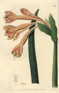 Clinanthus fulvus door Sydenham Teast Edwards