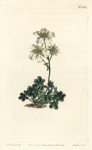 Clusius vijfvingerkruid