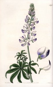 Gewone rivieroevers lupine