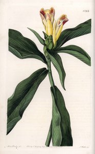 Costus variëteit - Plaat gegraveerd door S.Watts, naar een illustratie van Sarah Anne Drake (1803-1857), uit het Botanical Register van Sydenham Edwards (1768-1819), Engeland