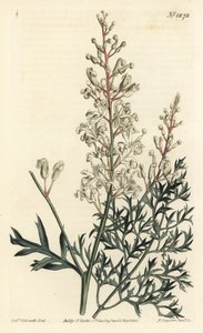 Krulstruik of boerenwormkruid - Krulstruik of peterselievaren (zwavel-wortelbladige lomatia), Lomatia silaifolia. Handgekleurde kopergravure door F. Sansom Jr. naar een illustratie door Sydenham Edwards uit William Curtis