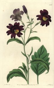 Kronkelige Salpiglossis - Geschilderde tong, Salpiglossis sinuata (Donkerpaarse salpiglossis, Salpiglossis atropurpurea) door Sydenham Teast Edwards