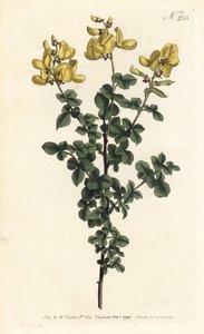 Cytisophyllum sessilifolium (Gewone cytisus, Cytisus sessilifolius)