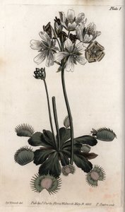 Dionee vangt vlieg of wolfval, uit Botanical Conferences