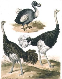 Dodo en Struisvogel