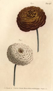 Dubbele ranonkel variëteiten, Perzische boterbloem, Ranunculus asiaticus. Handgekleurde kopergravure door F. Sansom naar een botanische illustratie door Sydenham Edwards voor William Curtis