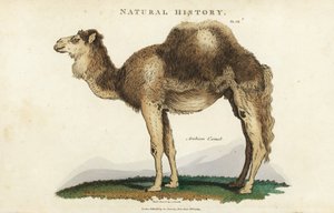 Dromedaris - Arabische, dromedaris of eenbultige kameel, Camelus dromedarius