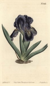 Dwergiris - Iris x binata (Paars-blauwe dwergvlag, Iris pumila var. violacea) - uit William Curtis