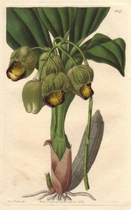 Epifytische orchidee, lichtgele catasetum, inheems in Brazilië door Sydenham Teast Edwards