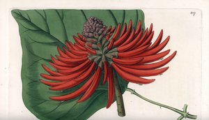 Erythrina variëteit, tropische rode bloeiende boom