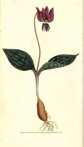 Erythrone hondentand, uit het Botanical Magazine door Sydenham Teast Edwards