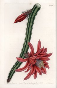 Escalerende Cactier - Gegraveerde plaat door S.Watts, uit een illustratie van Sarah Anne Drake, uit het Botanical Register van Sydenham Edwards, Engeland