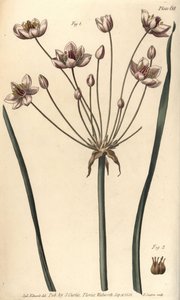 Bloeiende rus, Butomus umbellatus, Hexagynia, hermafrodiete bloem 1 en stampers 2 door Sydenham Teast Edwards