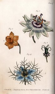 Bloemen van passievrucht of passiebloemen, narcissen en nigella, uit Botanical Conferences door Sydenham Teast Edwards