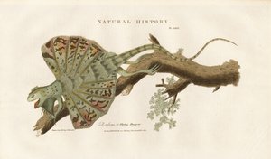 Vliegende draak op een tak