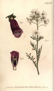 Vingerhoedskruid, Digitalis purpurea, Didynamia