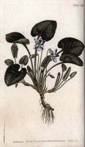 Geurige viooltje. Gekleurde kopergravure, illustratie door Sydenham Edwards voor Conferences of Botanical, Botanical Garden of Lambeth door Sydenham Teast Edwards