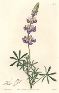 Tuin Lupine, oorspronkelijk uit Californië - S. Watts Sterk Water uit een illustratie van Sarah Anne Drake (1803-1857), uit het Botanical Register door Sydenham Teast Edwards