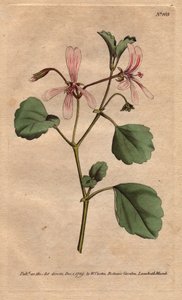 Geranium heeft zuringblad, met roze geaderde bloemen, afkomstig uit Zuid-Afrika. Zuringkraanvogel met roze geaderde bloemen. Een inheemse van de Kaap, Zuid-Afrika. Pelargonium acetosum. Handgekleurde kopergravure naar een botanische illustratie van Sydenha door Sydenham Teast Edwards
