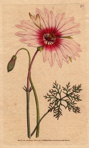 Geranium monsonia