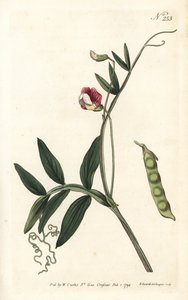 Gesse climene - Spaanse vetchling, Lathyrus clymenum (Geknoopte peul lathyrus, Lathyrus articulatus)