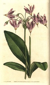 Giroselle van Virginia - Amerikaanse sleutelbloem of Mead