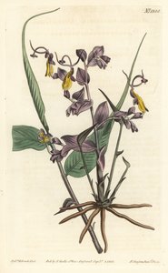 Globba radicalis, uit William Curtis