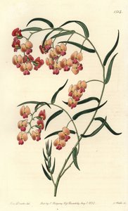 Dillwynia glycinifolia door Sydenham Teast Edwards