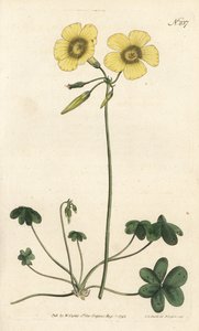 Geitenvoet - Geitenvoet zuring, Oxalis caprina. Handgekleurde kopergravure door Sansom naar een illustratie door Sydenham Edwards uit William Curtis