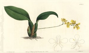 Gomesa cornigera orchidee (gehoornde oncidium, Oncidium cornigerum) door Sydenham Teast Edwards