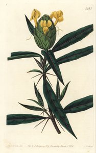 Grasgras tac tac - Hopbloemige barleria, Barleria lupulina. Handgekleurde kopergravure door S. Watts naar een illustratie van Sarah Drake uit Sydenham Edwards