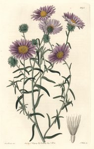 Grijze aster, oorspronkelijk uit Californië
