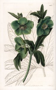Groene Bloem Helleborus Variete - Gegraveerd door S.Watts, naar een illustratie van Sarah Anne Drake (1803-1857), uit het Botanical Register van Sydenham Edwards (1768-1819), Engeland