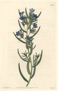 Gremil met rozemarijnbladeren, inheems in Sicilië